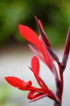 Red Kangaroo Paw Stock Photos