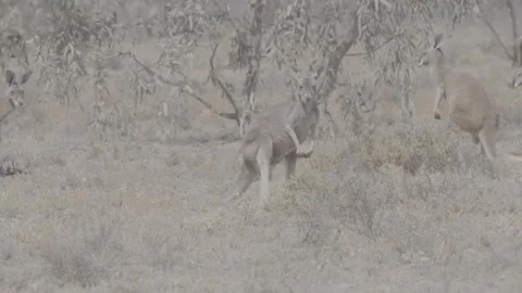 Red Kangaroo Pentapedal movement outback NSW  2 Видео 330979946
