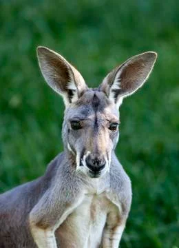 Red kangaroo Foto stock