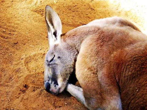 Red Kangaroo Stock Photos