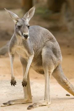 Red kangaroo Stock Photos