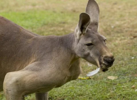 Red Kangaroo Stock-Fotos