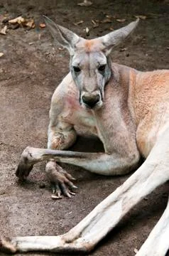 Red kangaroo Stock Photos