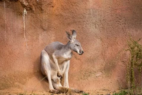 Red kangaroo Stock Photos