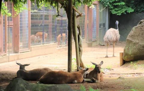 Red Kangaroo Stock Photos