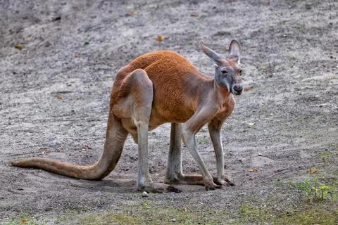 The Red Kangaroo 库存照片
