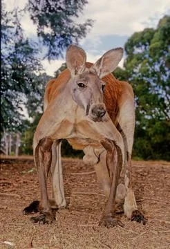 Red kangaroo Stock Photos
