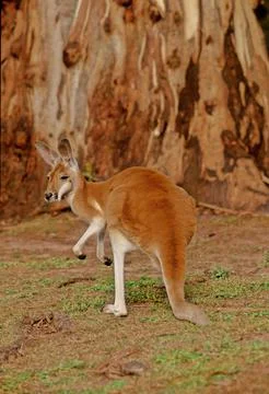 Red kangaroo Stock Photos
