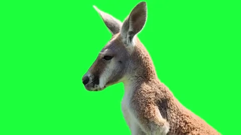 Red kangaroo portrait close up on green screen background Video stock 336525349