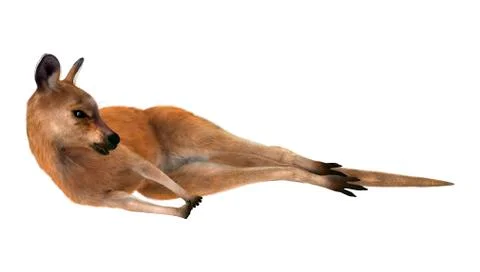 Red Kangaroo Resting Stock Illustration
