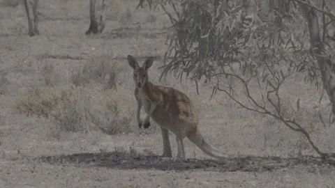 Red Kangaroo resting in shade outback NSW Видео 330981440