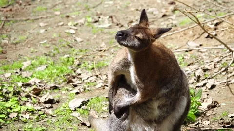 Red kangaroo scratching its side with its paw Stock Footage 272176159