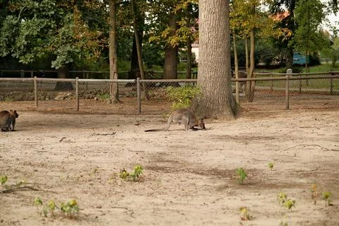 The red kangaroo is sitting on the tree. 写真素材