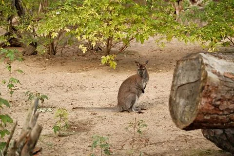 The red kangaroo is sitting on the tree. Stock Photos