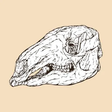 Red kangaroo skull head vector illustration Stock Illustration