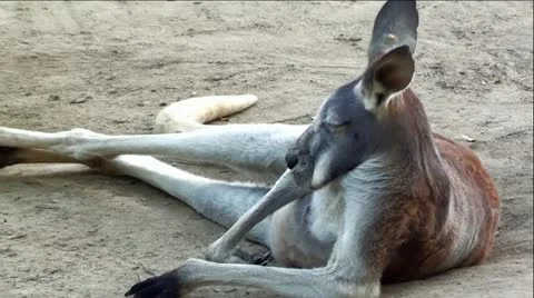 Red Kangaroo Sleeping Video stock 12043628