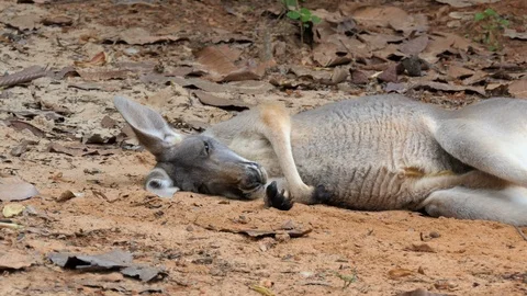 Red kangaroo sleeping on the ground Stock Footage 118375425