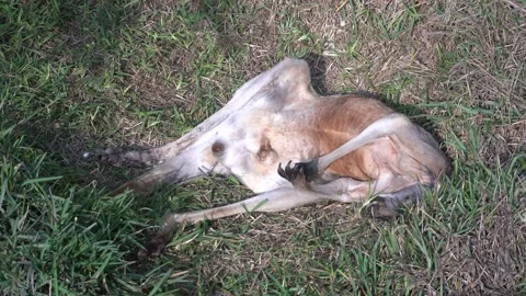 A red kangaroo sleeping with its legs open under the sun on the grass in the Video stock 158276317