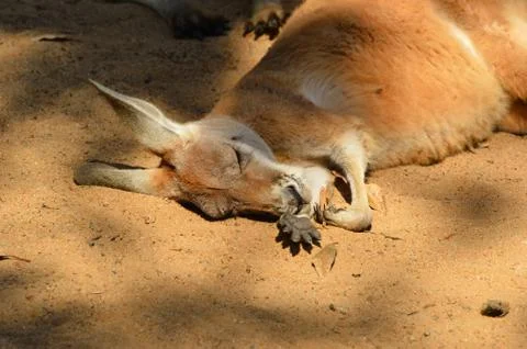 Red Kangaroo Sleeping Stock Photos