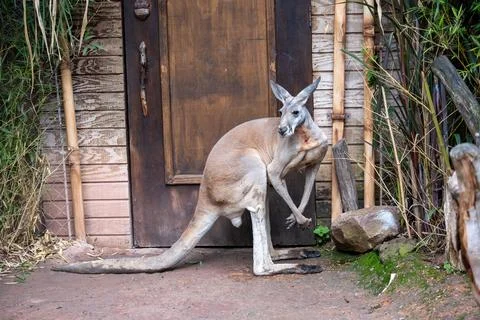 Red kangaroo standing gracefully by weathered wooden door at Africam Safari Stock-Fotos