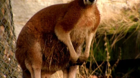Red Kangaroo standing next to tree Video stock 95598756