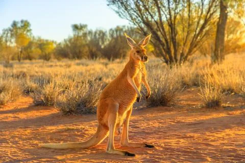 Red kangaroo standing Stock Photos