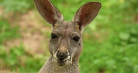 Red Kangaroo staring at the camera close up. Stock Footage 276558145