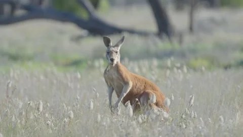 Red kangaroo stops grazing and looks up at the camera while feeding Stock Footage 240718108