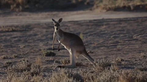 Red Kangaroo walk and stand up and looking in the outback Stock Footage 329090024