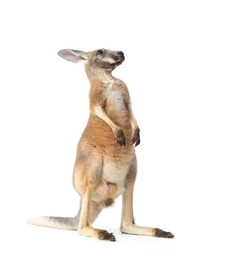 Red Kangaroo on White Stock Photos