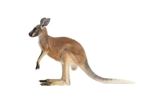 Red Kangaroo on White Stock Photos
