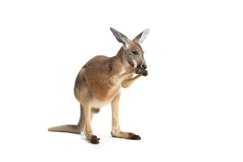 Red Kangaroo on White Stock Photos