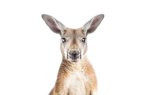 Red Kangaroo on White Stock Photos