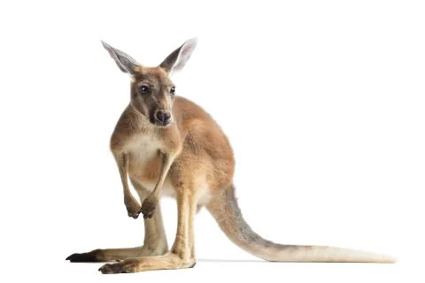 Red Kangaroo on White Stock Photos