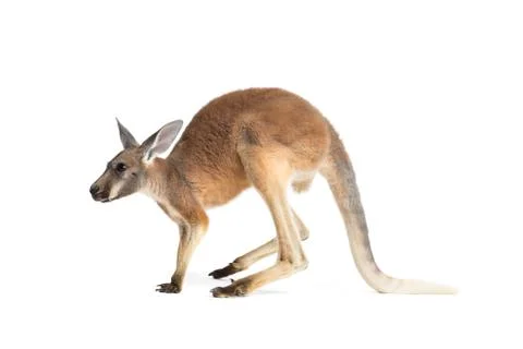 Red Kangaroo on White Stock Photos