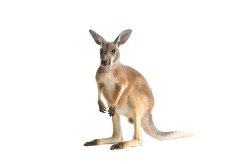 Red Kangaroo on White Stock Photos