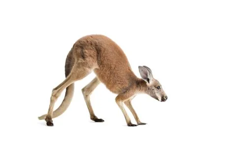 Red Kangaroo on White Stock Photos