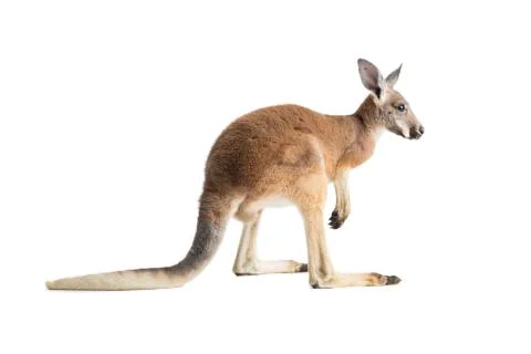 Red Kangaroo on White Stock Photos