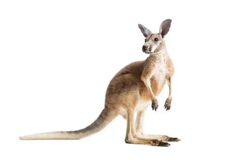 Red Kangaroo on White Stock Photos