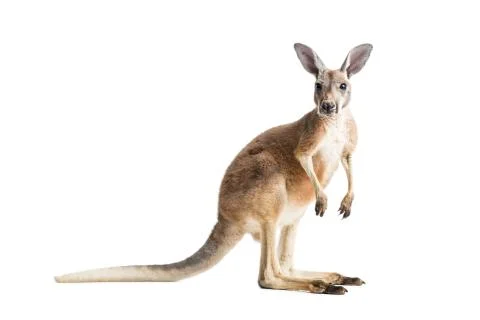 Red Kangaroo on White Stock Photos