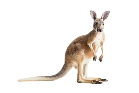 Red Kangaroo on White Stock Photos