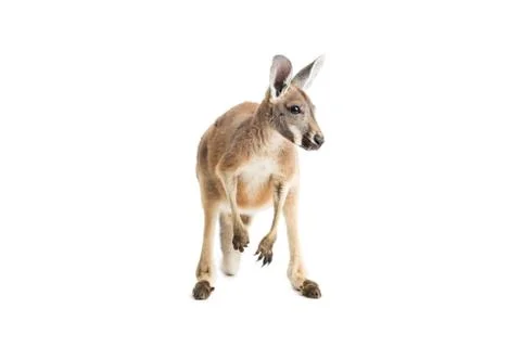Red Kangaroo on White Stock Photos