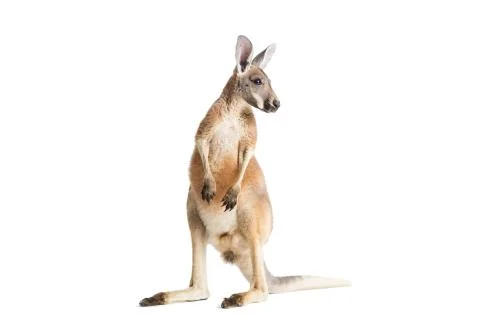 Red Kangaroo on White Stock Photos