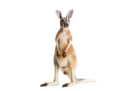 Red Kangaroo on White Stock Photos