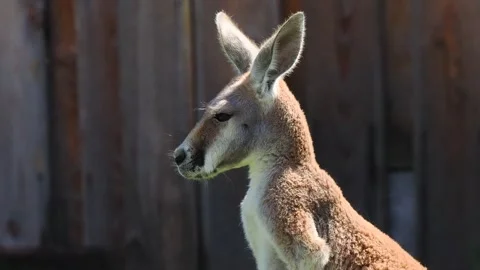 Red kangaroo wiggles its ears against a blurred background Stock Footage 297865512
