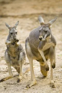 Red kangaroos Stock Photos
