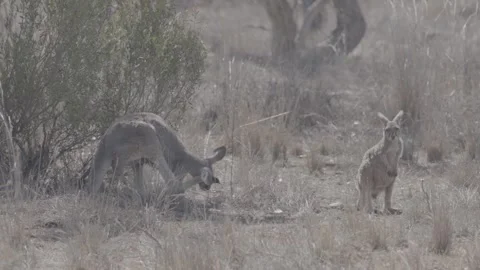 Red Kangaroos resting in shade outback NSW 2 Видео 330979993