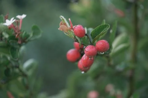Red Karanda fruit  herb on tree after rain nature background, Stock Photos