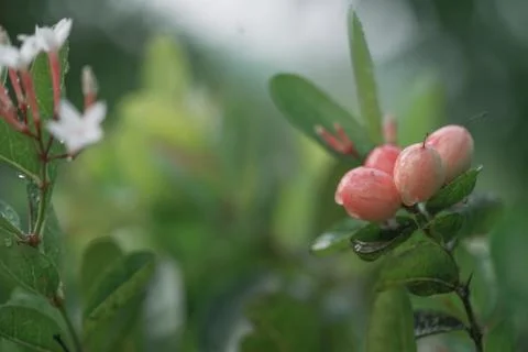 Red Karanda fruit  herb on tree after rain nature background, Stock Photos