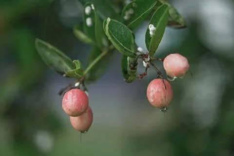 Red Karanda fruit  herb on tree after rain nature background, Stock Photos